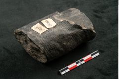 Foto (Seitenansicht) von Calamites communis Ettingshausen (NHMW-GEO-2024-0188-10965)